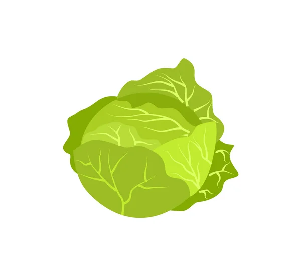 Head Cabbage Icon Agricultural Farming Natural Harvest Vector Illustration Isolated — Stock Vector