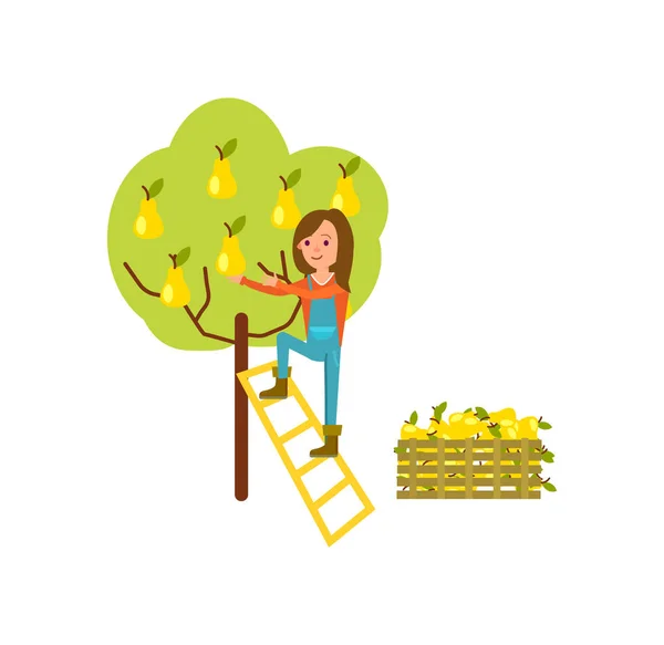 Farmer Harvest Tree Icon Agricultural Farming Vector Illustration Isolated White — Stock Vector