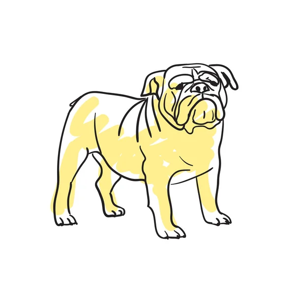 English Bulldog Hand Drawn Isolated Icon Great Britain Culture Element — Stock Vector