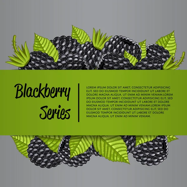 Banner Serie Blackberry Con Ilustración Vector Baya Orgánica Cartel Fruta — Archivo Imágenes Vectoriales