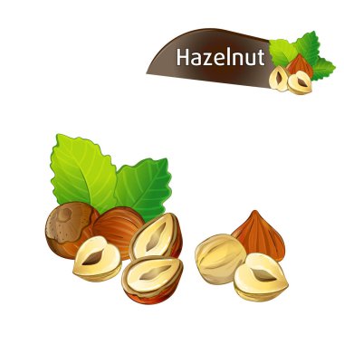 Yeşil yapraklı fındık çekirdeği beyaz arka plan vektör illüstrasyonunda izole edilmiş. Organik gıda malzemeleri, geleneksel vejetaryen atıştırmalıkları. Fındık tohumlu, fındıklı ve kabuklu, fındıklı..