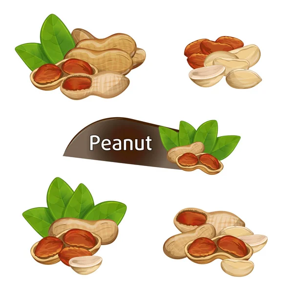 Peanut Kernel Nutshell Green Leaves Set Isolated White Background Vector — Stock Vector