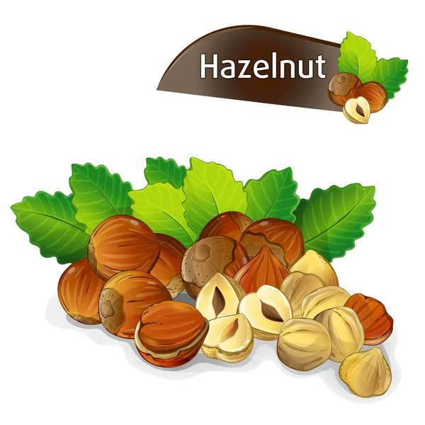 Hazelnut Kernel Green Leaves Isolated White Background Vector Illustration Organic — Stock Vector