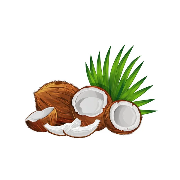 Kokosnuss Mit Halben Und Grünen Palmblättern Isoliert Auf Weißem Hintergrund — Stockvektor