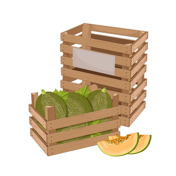 Holzkiste voller Melonen isolierter Vektor — Stockvektor