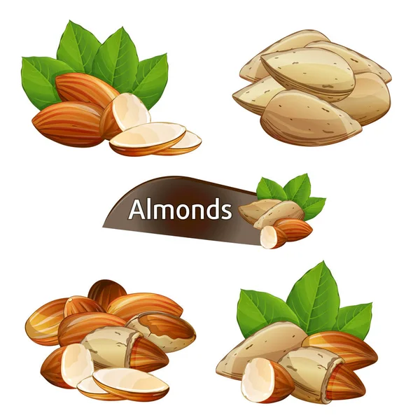 Kernel almond dengan daun hijau ditata - Stok Vektor