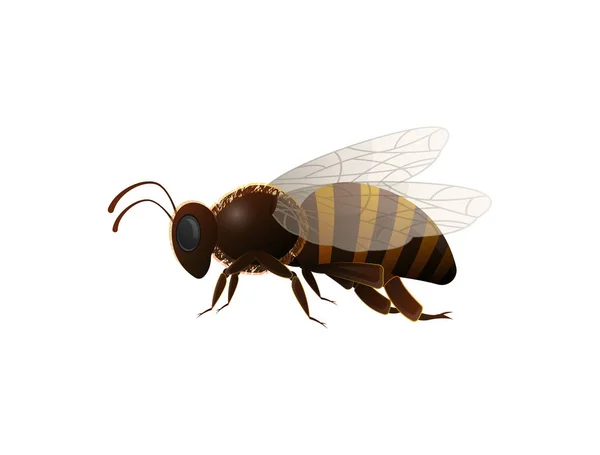 Striped honey bee side view vector icon — Stock Vector