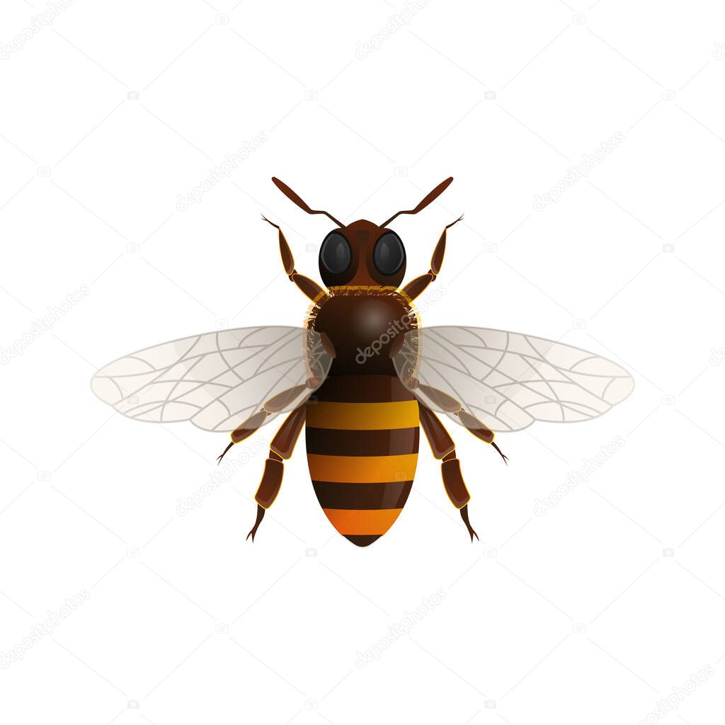 Flying honey bee isolated vector icon