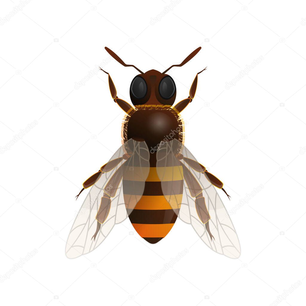 Honey bee isolated vector icon