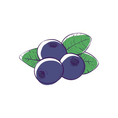 Siyah frenk üzümü izole vektör simgesi