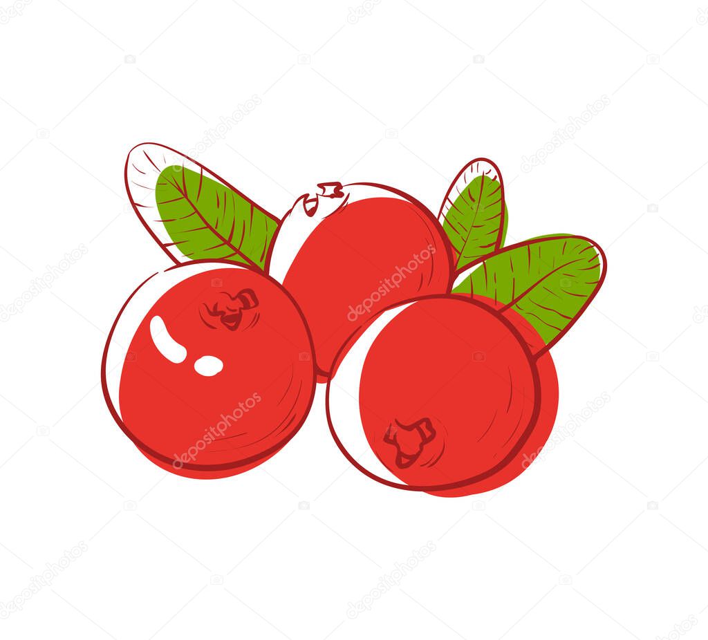 Ripe cranberry isolated vector icon