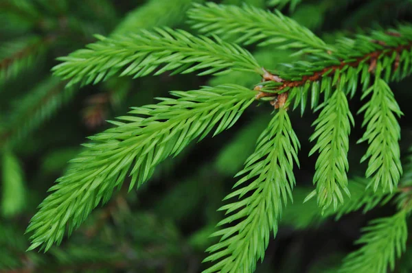 Groene takje van kerstbomen Rechtenvrije Stockfoto's