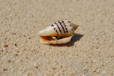 Kabuk kum Hurghada'da üzerinde bir münzevi kanserli