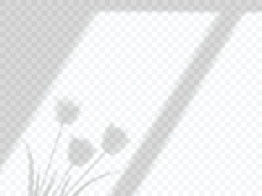 Pencereden düşen şeffaf gölgeler ve laleler vektör oluşturur