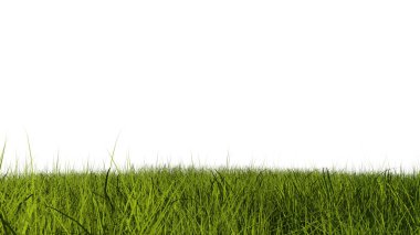 Yeşil çimlerin yakın görüntüsü ve gün ışığında beyaz arkaplan