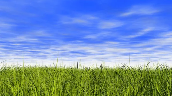 Вид Большое Количество Зеленой Травы Крупным Планом Ярко Голубое Небо — стоковое фото