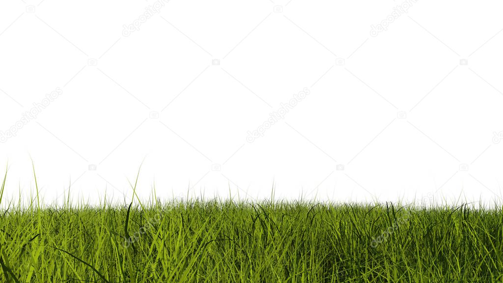 Close-up view of green grass and white background in daylight