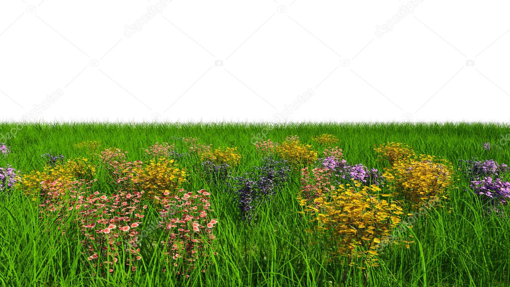 View of a flowering meadow with lots of different flowers. Day. On white background