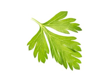 Beyaz arkaplanda maydanoz