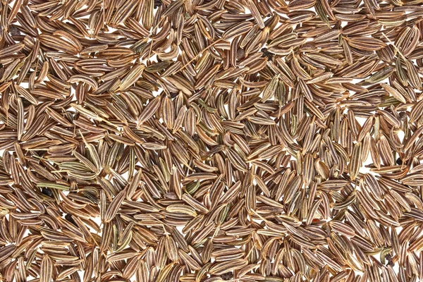 Kminek nasion lub kminek tekstury — Zdjęcie stockowe