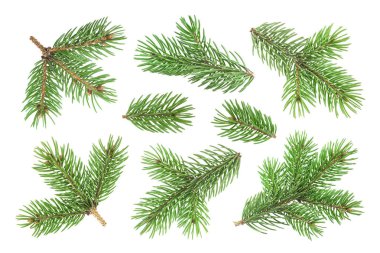 Beyaz arkaplanda köknar ağacı dalı izole