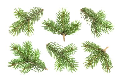 Beyaz arkaplanda köknar ağacı dalı izole