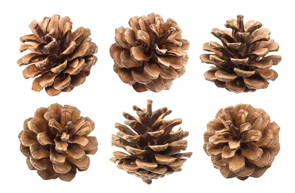 Pine cones isolated on a white background, with clipping path — Stock Photo, Image