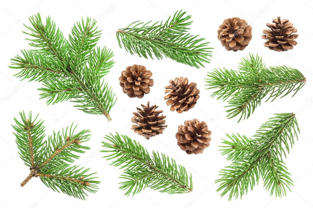 Fir tree branch and pine cones isolated on white background