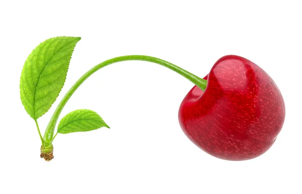 Cherry na białym tle. Cherry red jeden z liść na białym tle na białym tle ze ścieżką przycinającą — Zdjęcie stockowe