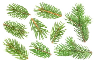 Beyaz arkaplanda köknar ağacı dalı izole