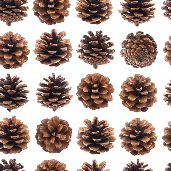 Cones de pinheiro sem costura padrão, cones de abeto isolado no fundo branco closeup — Fotografia de Stock