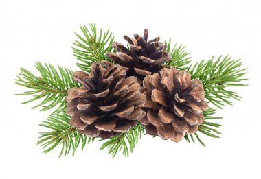 Beyaz arka plan üzerinde izole çam kozalakları ile Noel ağacı dalı