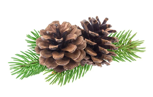 Rama del árbol de Navidad con conos de pino aislados sobre fondo blanco —  Fotos de Stock