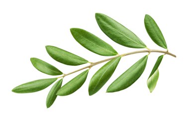 Beyaz arkaplanda yeşil yapraklı zeytin dalı