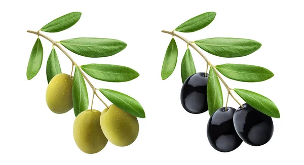 Olivový strom větev se zelenými a černými olivami izolované na bílém pozadí — Stock fotografie