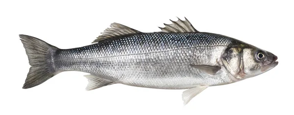 Un pescado fresco de lubina aislado sobre fondo blanco —  Fotos de Stock