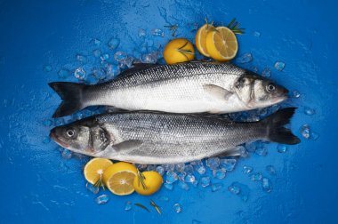 Mavi arka planda buzda deniz kabuğu balığı, üst manzara