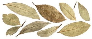 Kurumuş defne yaprağı beyaz arkaplanda izole edilmiş