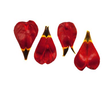 Lale yaprakları sulak beyaz arka plan üzerinde