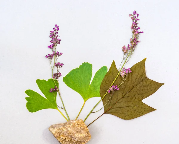 건조 식물, 나뭇잎, 돌과 식물 표본 상자. 평면 위치 구성. — 스톡 사진