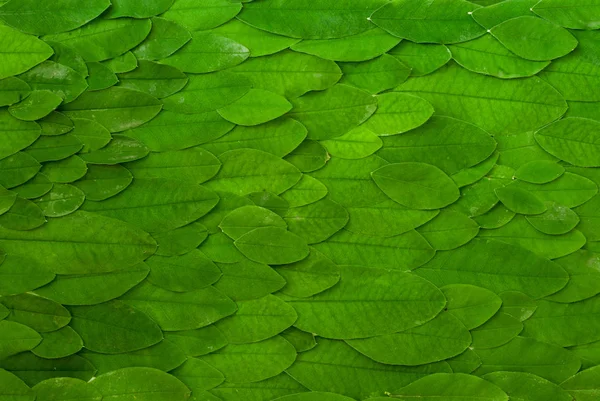 Fundo natural verde com folhas de acácia — Fotografia de Stock