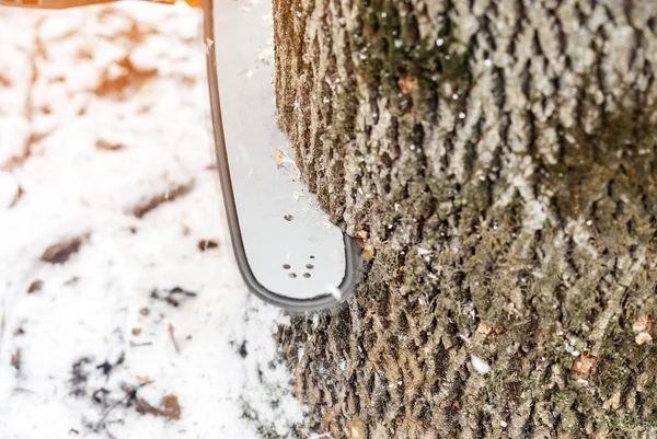 手动电锯。男人的手, 在冬天的树林里锯一棵树 — 图库照片