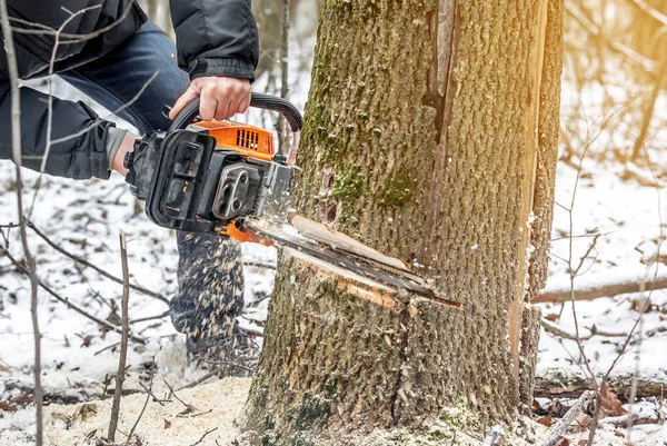 Pilarka ręczna. Mężczyzna ręce, piły na drzewo w lesie w zimie — Zdjęcie stockowe