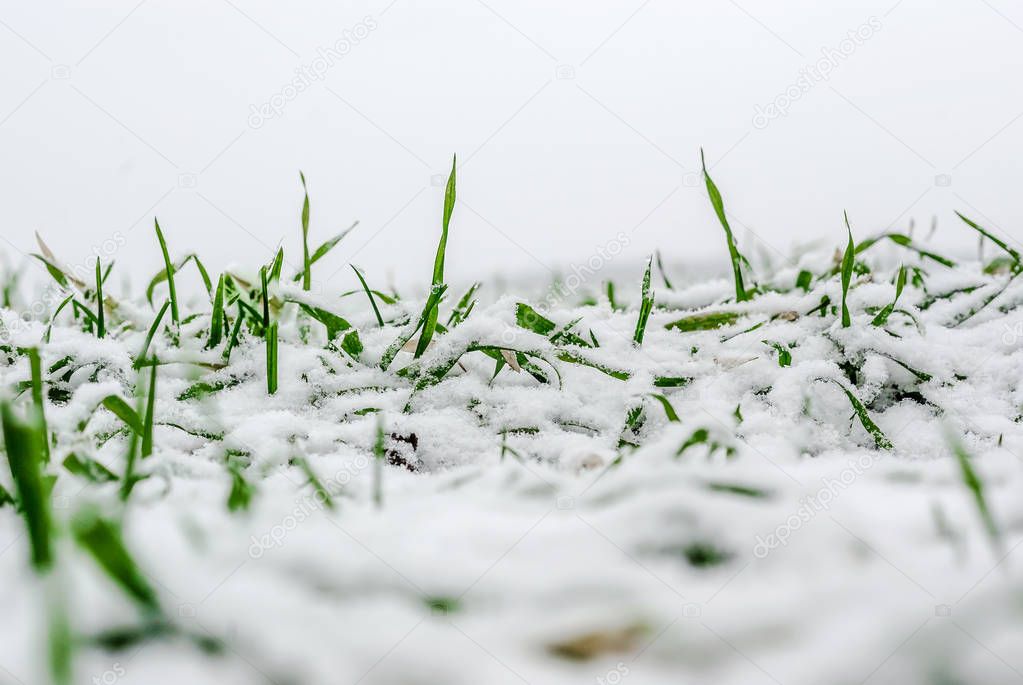 Winter wheat under the snow