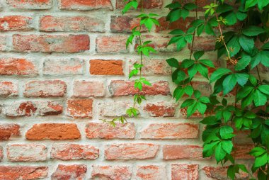 Sarma üzüm bir ol bir arka plan üzerinde vahşi yeşil dallar