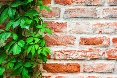 Sarma üzüm bir ol bir arka plan üzerinde vahşi yeşil dallar