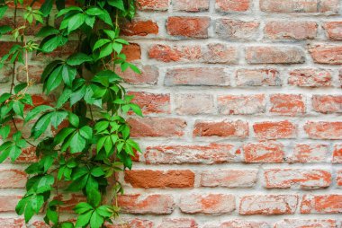 Sarma üzüm bir ol bir arka plan üzerinde vahşi yeşil dallar