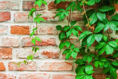 Sarma üzüm bir ol bir arka plan üzerinde vahşi yeşil dallar