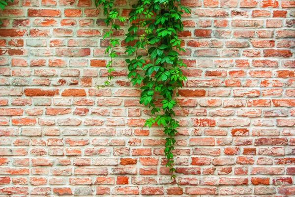 Las ramas verdes de una uva serpenteante salvaje sobre un fondo de un ol — Foto de Stock
