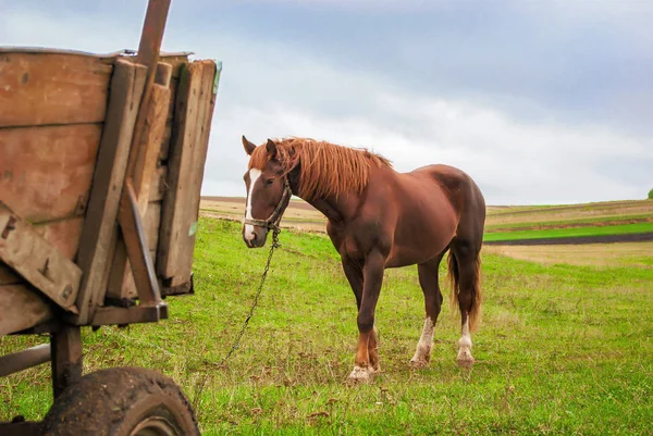 Carro de caballo en el pueblo — Foto de Stock